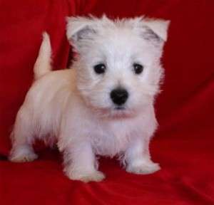 Westie De Exceptie !
