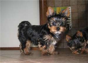 Yorkshire Terrier De Exceptie !!!!