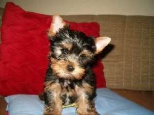 Yorkshire Terrier De Exceptie !!!!