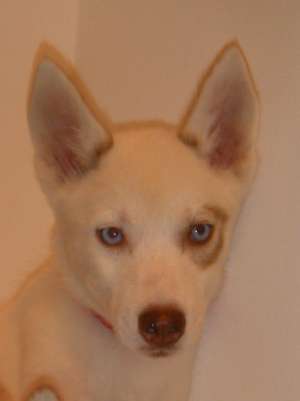 vand husky