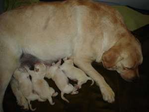 LABRADOR RETRIVER AURIU