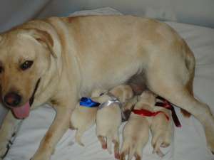 LABRADOR RETRIVER AURIU