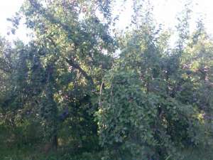 VINDEM PRUNE