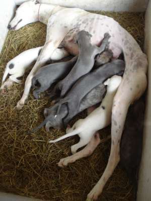 VAND catei Ogar Englez cu Pedigree