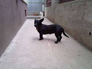 Dau spre adoptie catelusa metis techel neagra