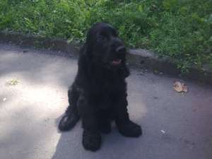 cocker spaniel englez