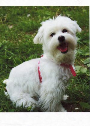 Bichon Bologneze