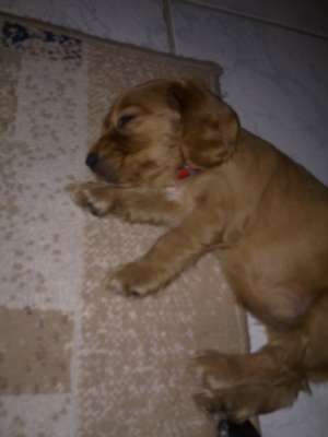 Vand catelusa cocker spaniel 3 luni