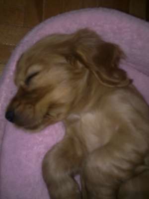 Vand catelusa cocker spaniel 3 luni