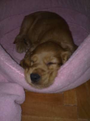 Vand catelusa cocker spaniel 3 luni