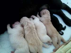 Vand pui Shar-pei