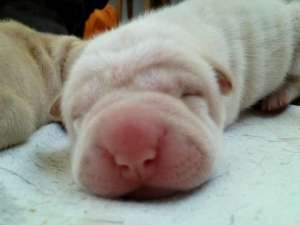 Vand pui Shar-pei