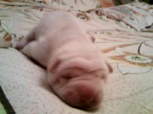 Vand pui Shar-pei