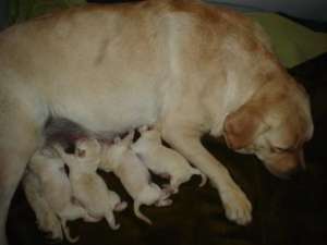 LABRADOR AURII CU PEDIGREE
