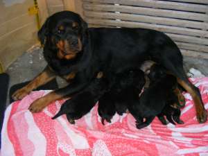 VAND PUI ROTTWEILER