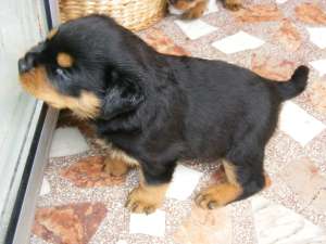VAND PUI ROTTWEILER