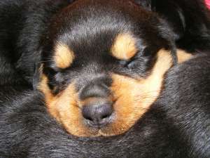 VAND PUI ROTTWEILER