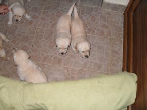vand puiuti de labrador