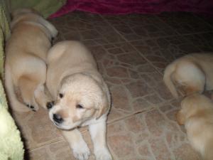 vand puiuti de labrador