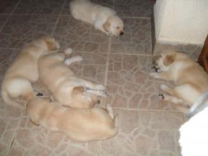 vand puiuti de labrador
