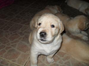 vand puiuti de labrador