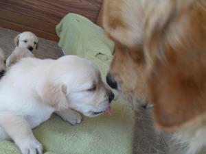 vand puiuti de labrador