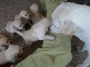 vand puiuti de labrador