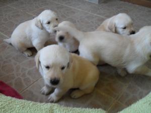 vand puiuti de labrador