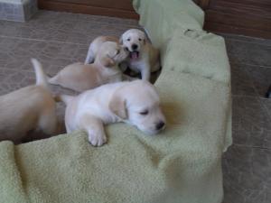 vand puiuti de labrador