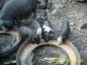 vand porci vietnamezi