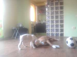 Vand catelusa Boxer