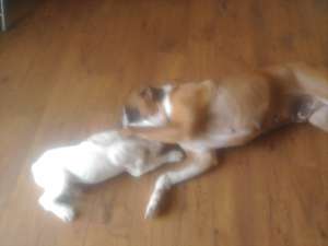 Vand catelusa Boxer