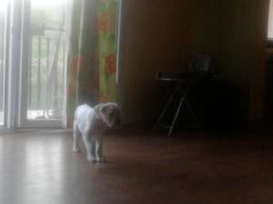 Vand catelusa Boxer