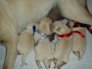 LABRADORI DE EXCEPTIE