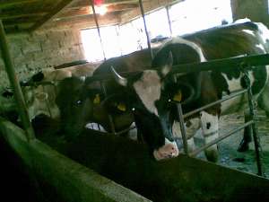 vanzare bovine