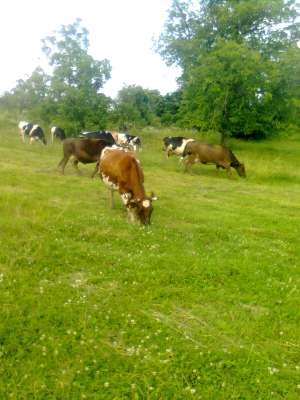 vanzare bovine
