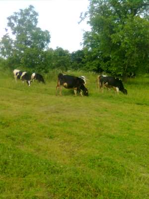 vanzare bovine