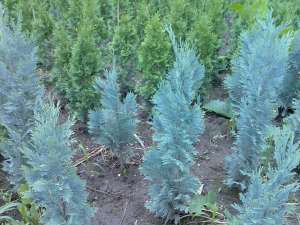 tuia. buxus, 