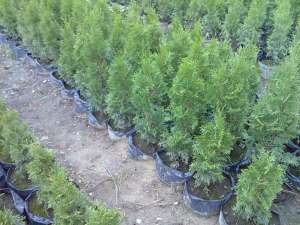 tuia. buxus, 