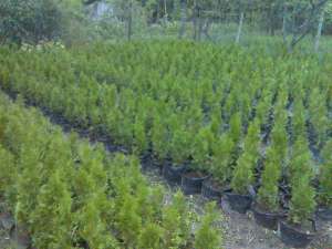 tuia. buxus, 
