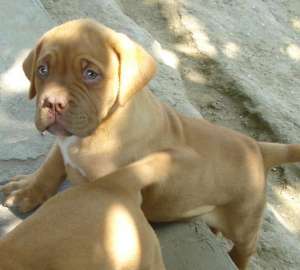 vand pui dog de bourdeaux
