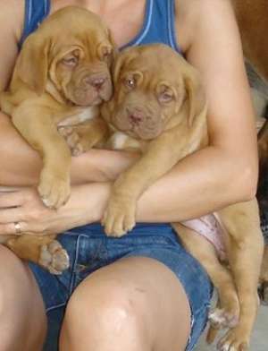 vand pui dog de bourdeaux