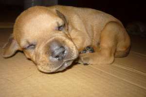 pui amstaff de vanzare