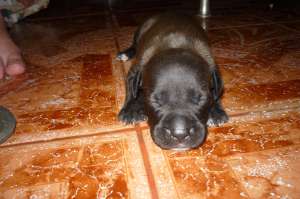 pui amstaff de vanzare