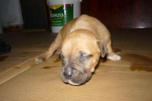 pui amstaff de vanzare