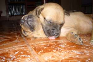 pui amstaff de vanzare