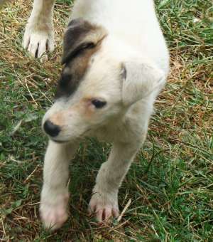 CATELUSA MICUTA,  CAUT CASA