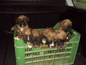 Vand pui boxer