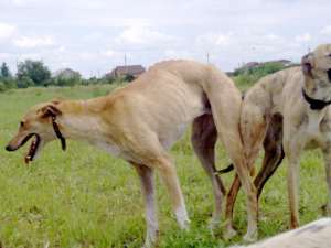 pui ogar