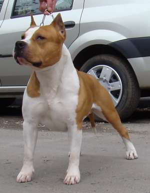 donez in coproprietate caine de paza rasa amstaff